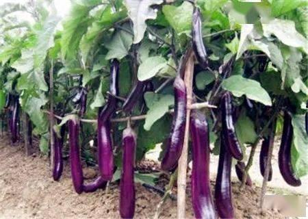 下载茄子成人短视频频,揭秘现代娱乐新趋势