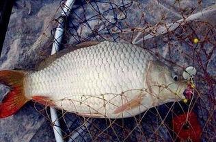 成人小竿钓鱼视频,视频教程带你畅享垂钓乐趣