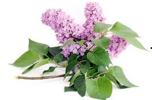 丁香花成人直播视频